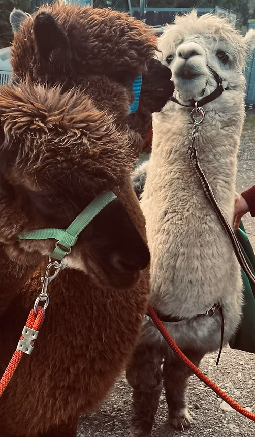 zwei Alpakas